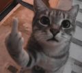 middle-finger.png