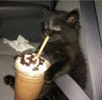 cat drinking a milk shake.jpg